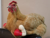 Clucky Balboa - Super Chicken Arms