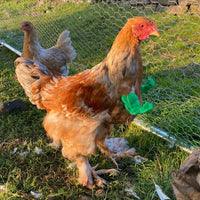 The Incredible Cluck - Super Chicken Arms