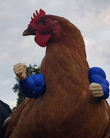 Cluck Kent - Super Chicken Arms