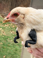 Cluckasaurus Rex - Super T-Rex Chicken Arms